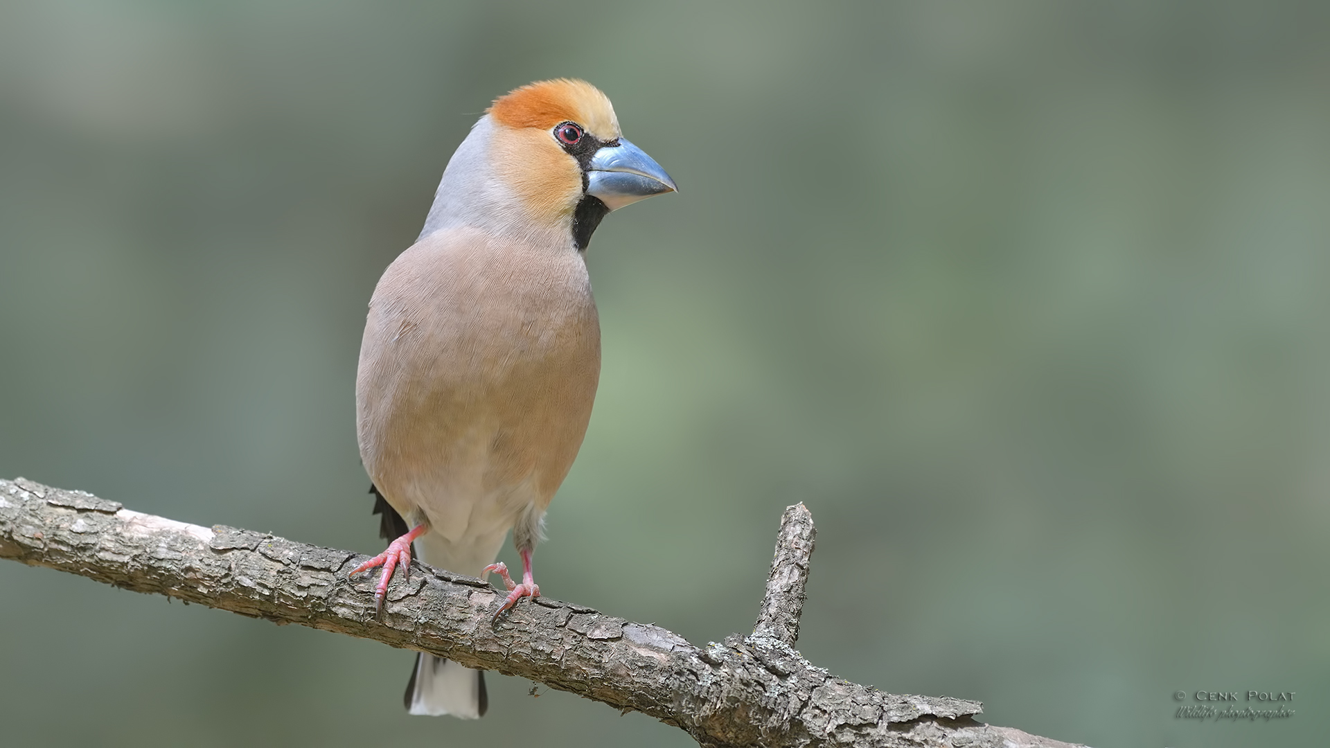 Hawfinch